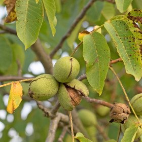 Common walnut, Juglans Regia, Calottier, Écalonnier, GOJEUTATIVE